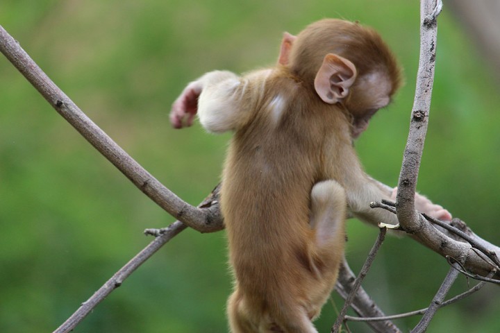 # monkey