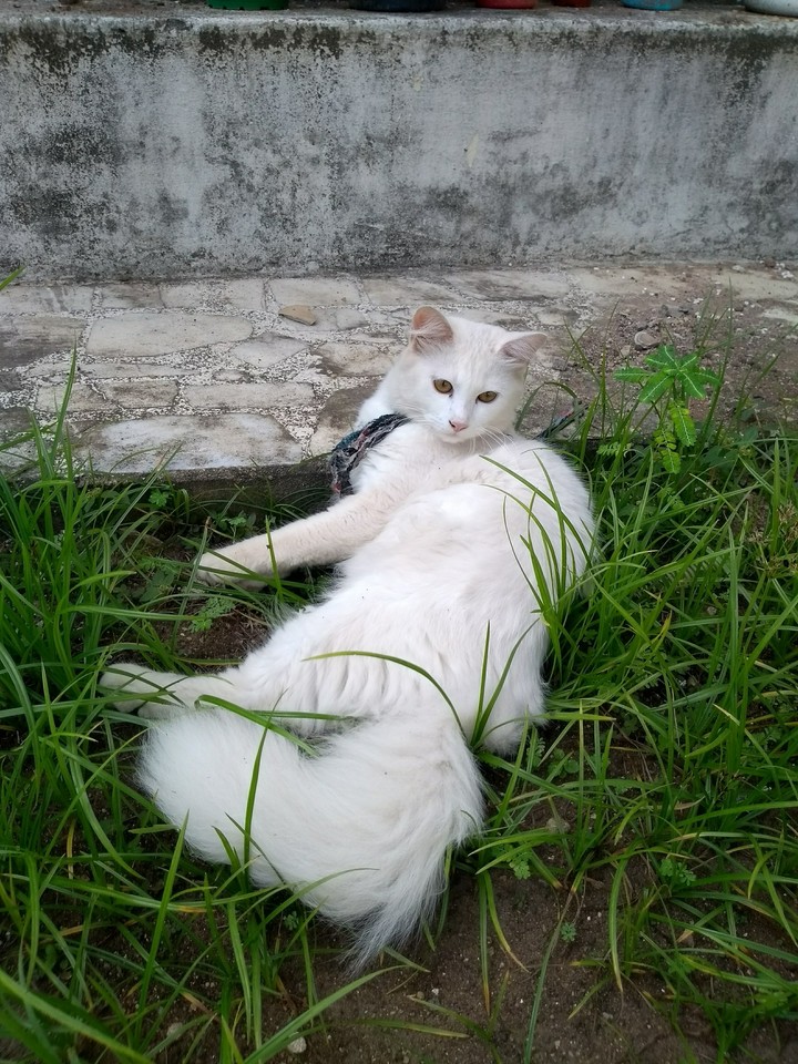 Cat 