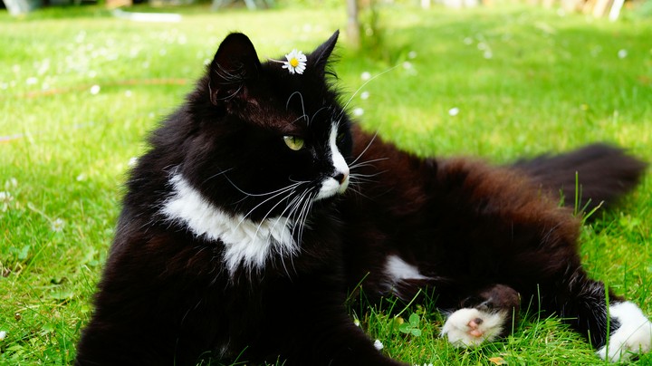 You have there a flower