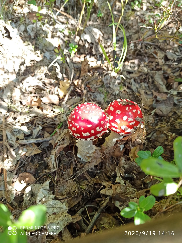 mushroom
