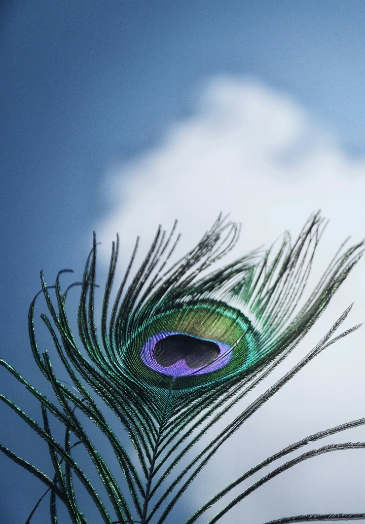 feather in the air