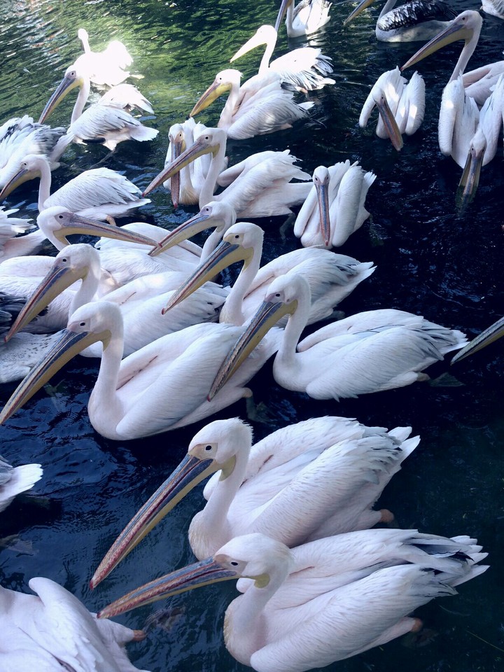 animals