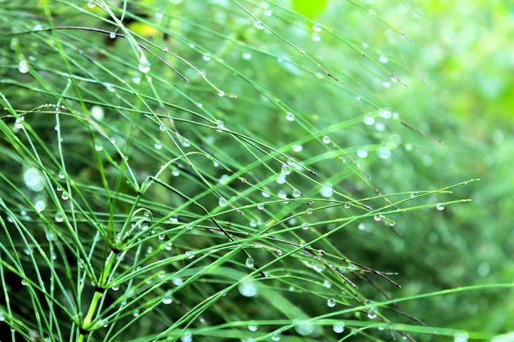 dew