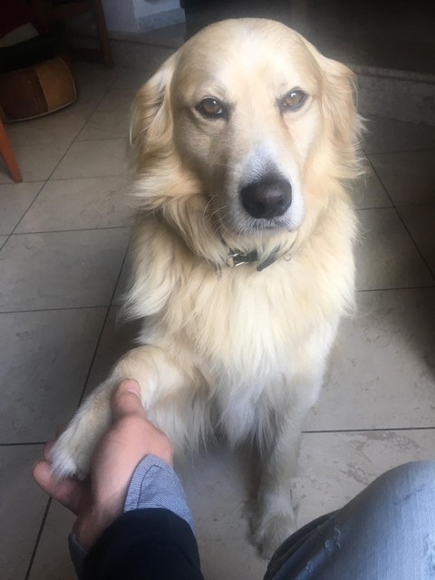 my dog