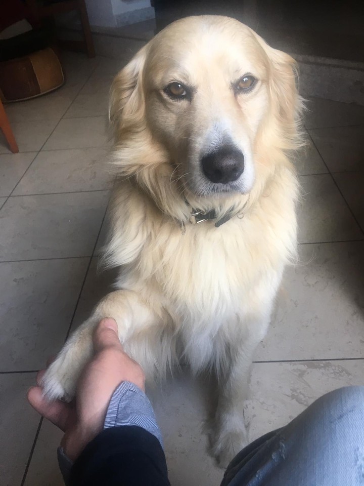 my dog