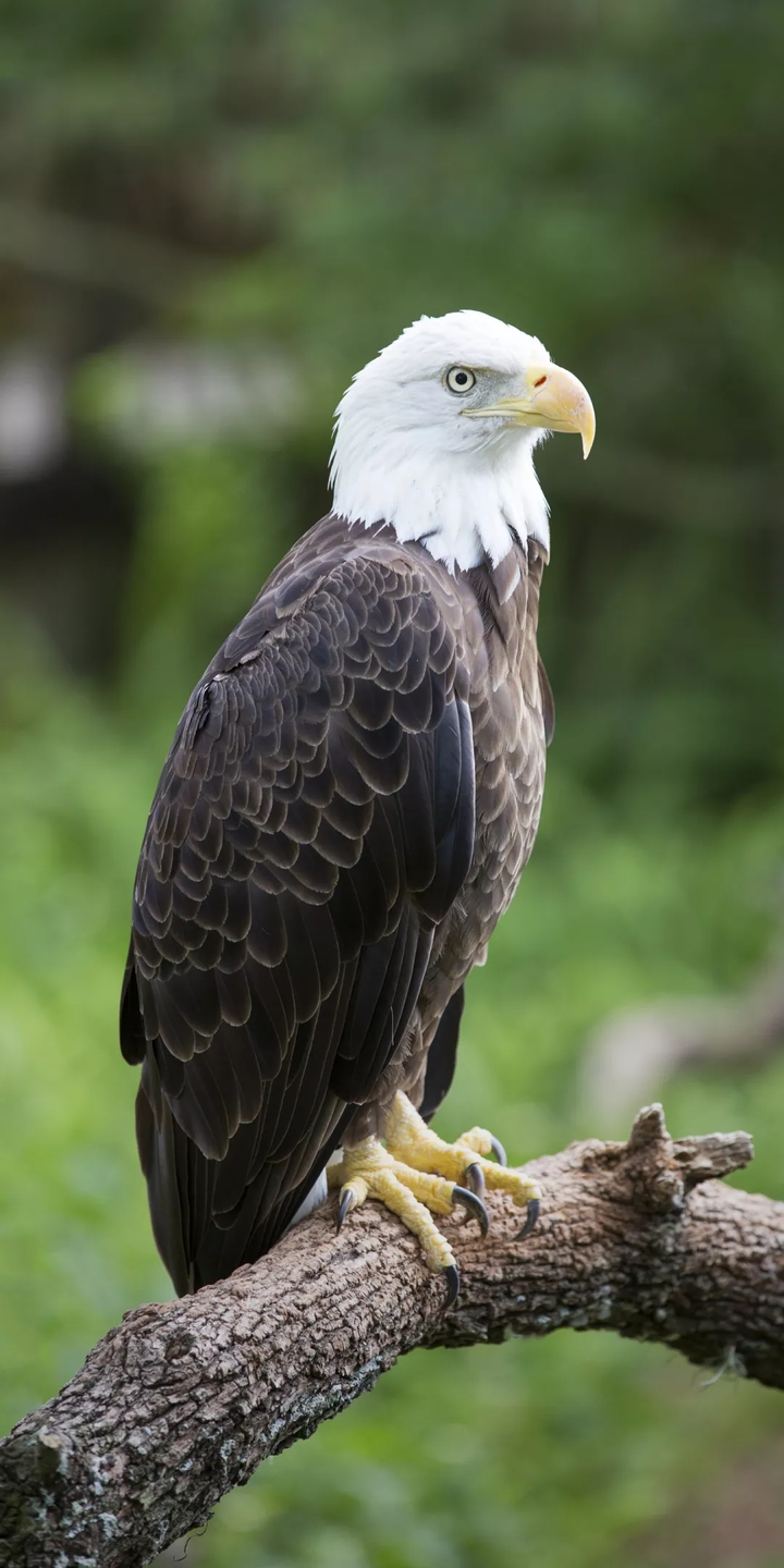 Eagle