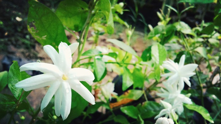 flowers