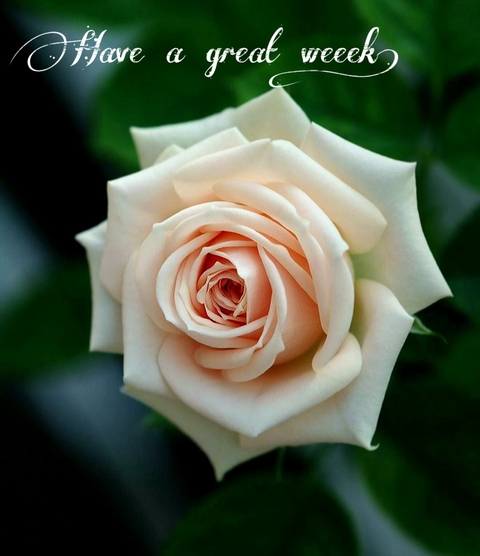 Good Morning