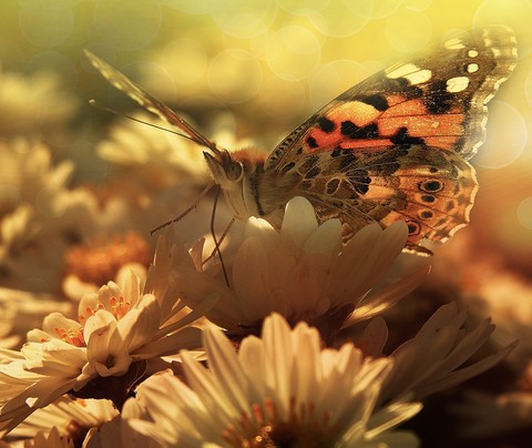 butterfly, arthropod wallpapers