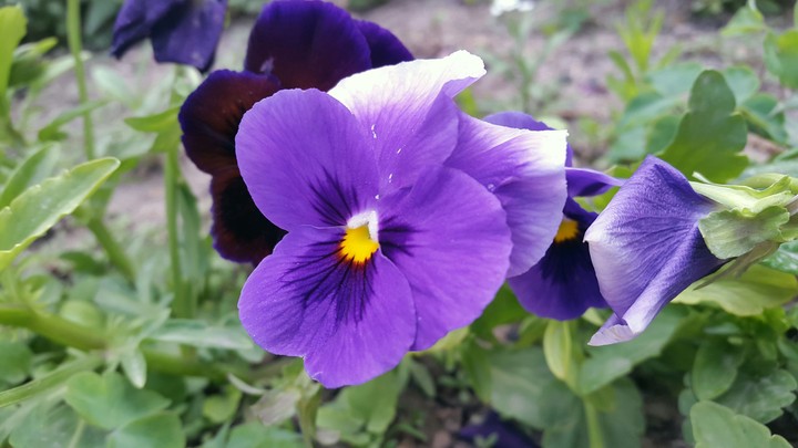 THE FLOWER