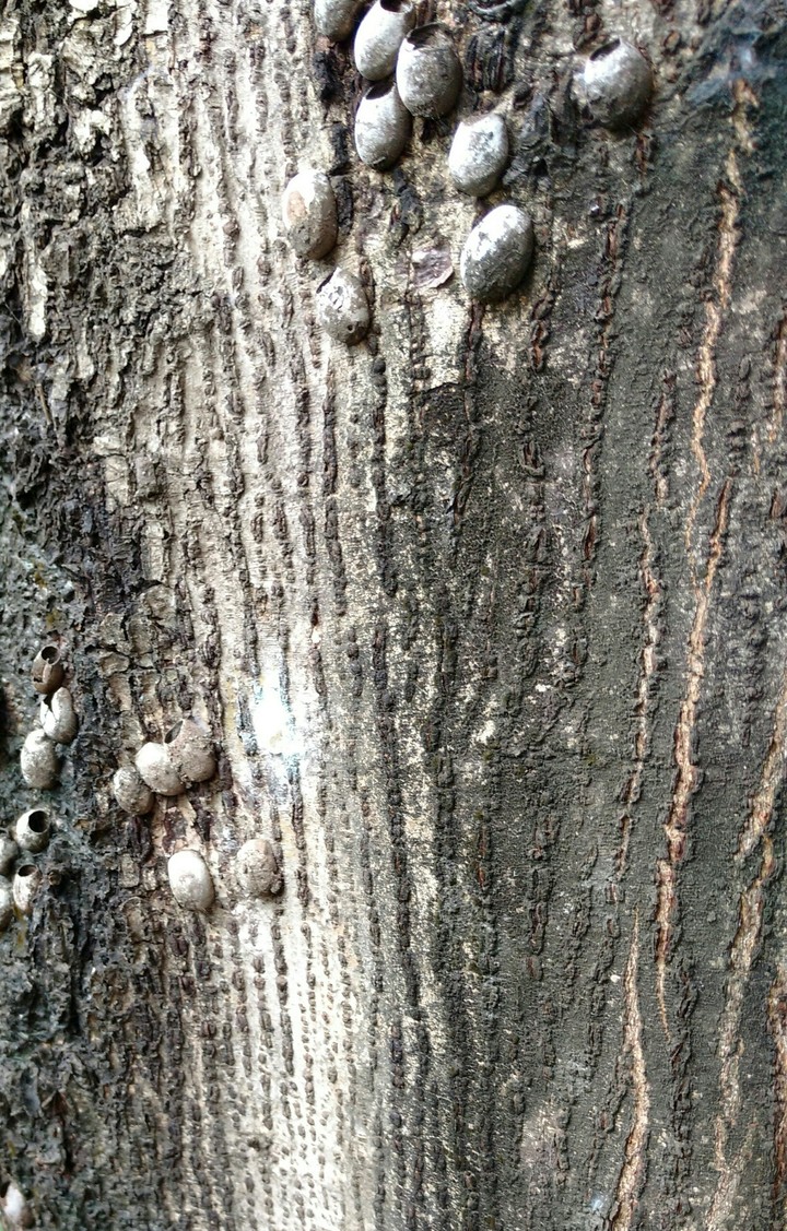 Tree Trunk