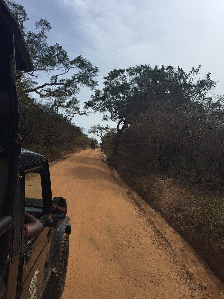 safari