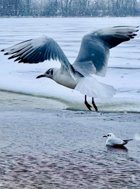 sfondi bird, Fluid