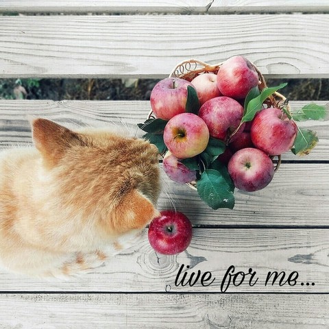 коты не едят яблоки