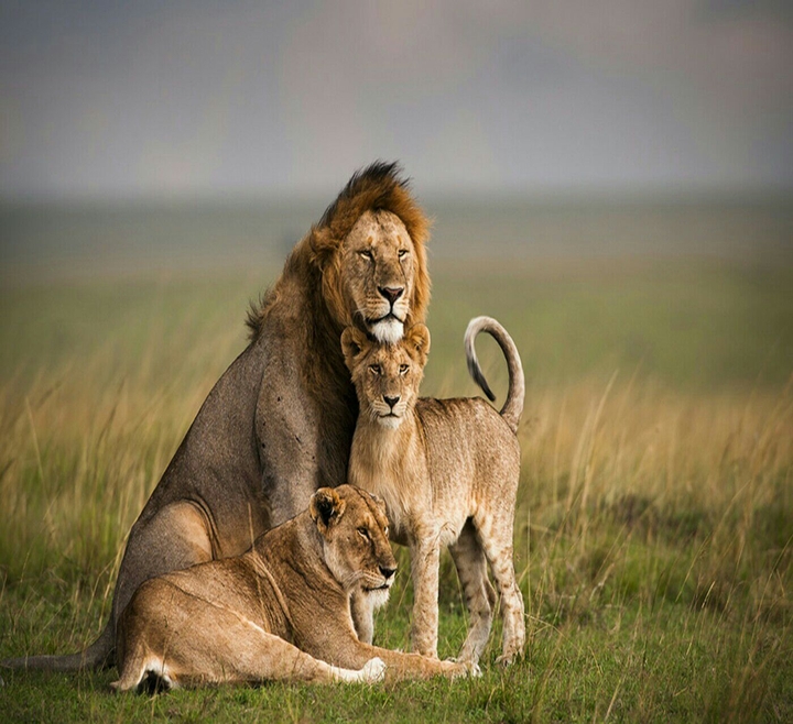 lion family