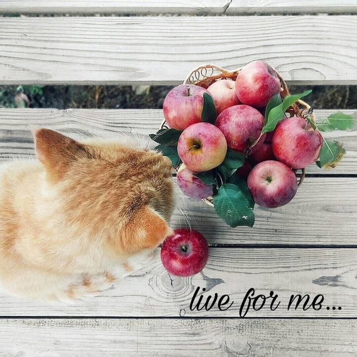 коты не едят яблоки