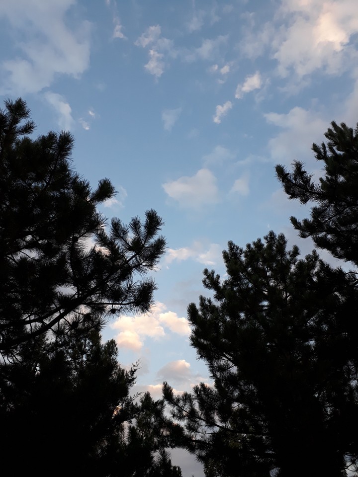 Pine-trees