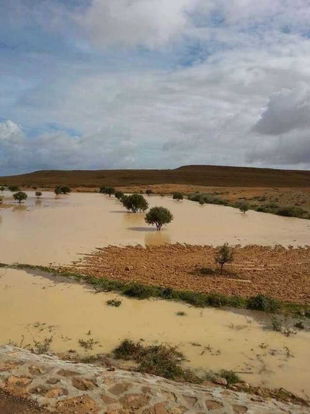 The western desert after rains