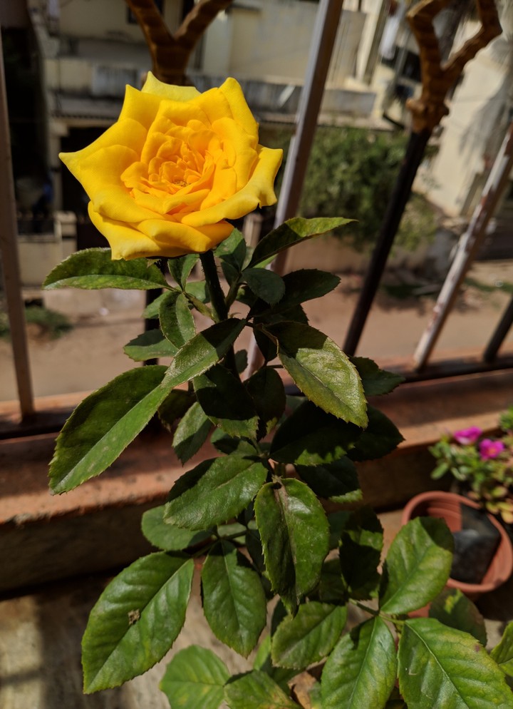 yellow rose