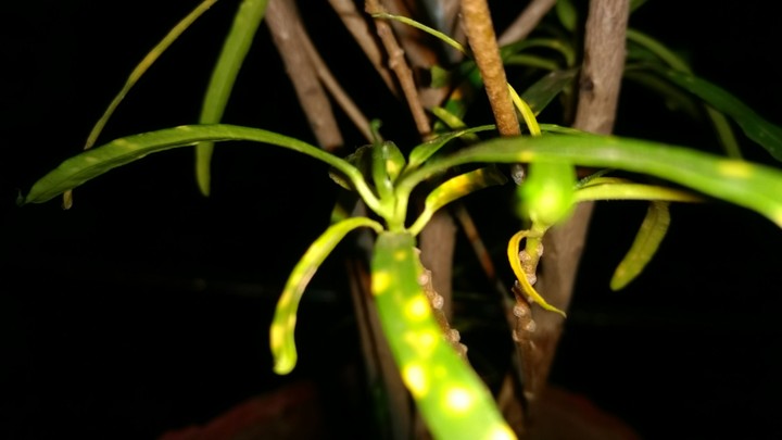 plant