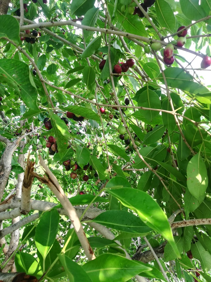 jamun india