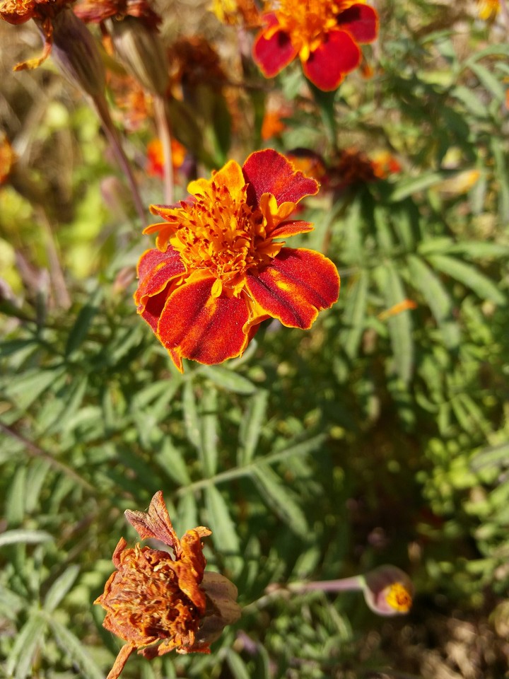 beautiful flower