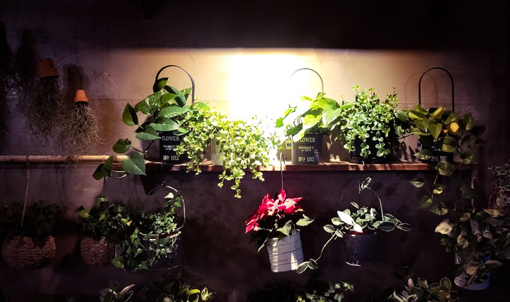 plants