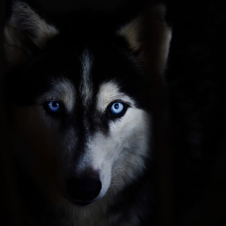 Dog)