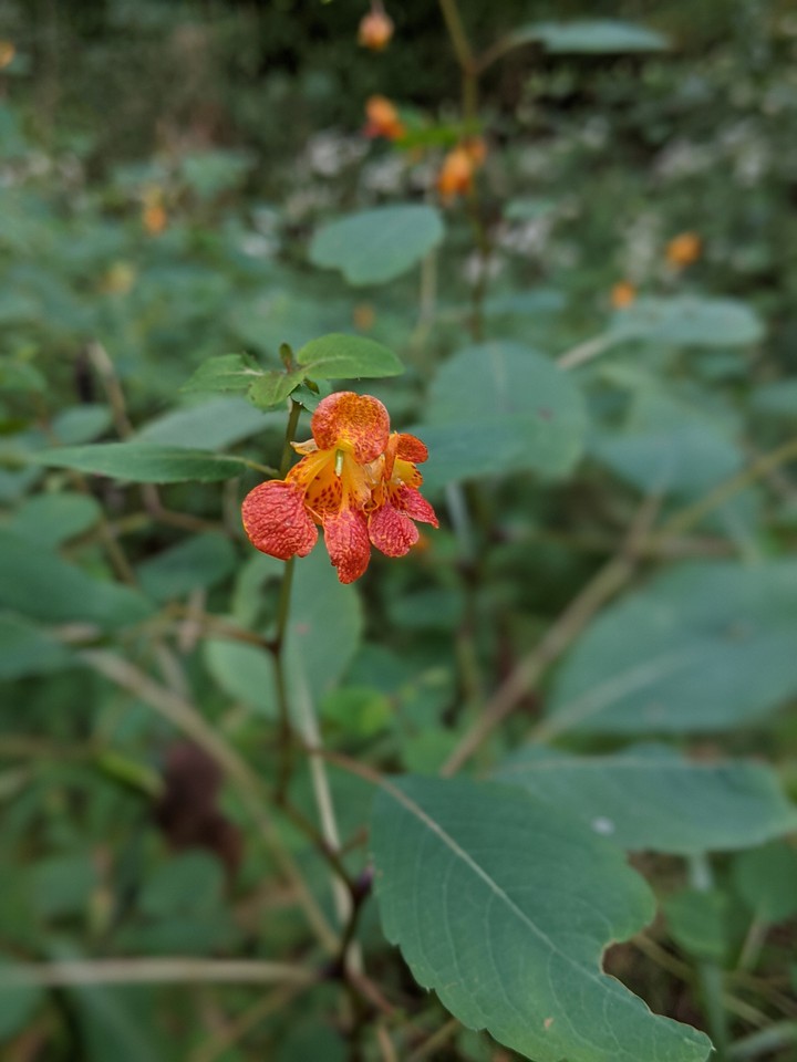 Jewelweed