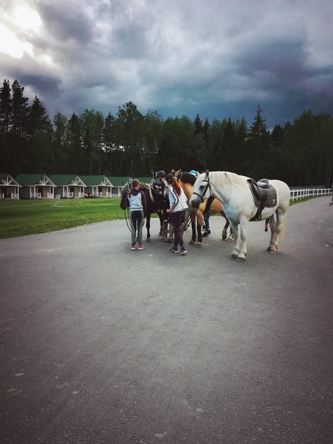 horses