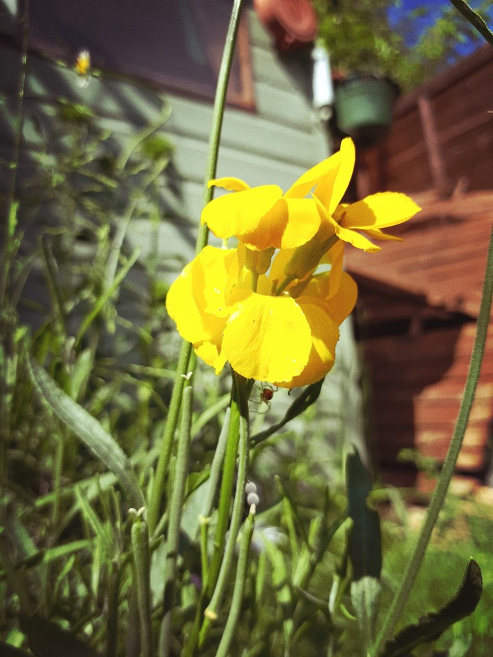 Just a flower