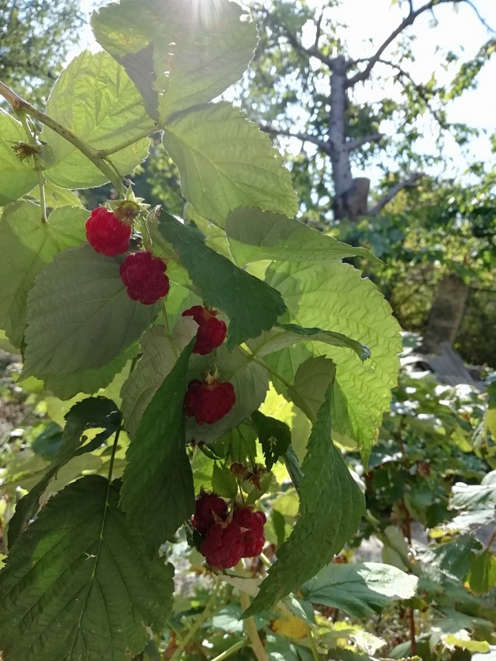 малина