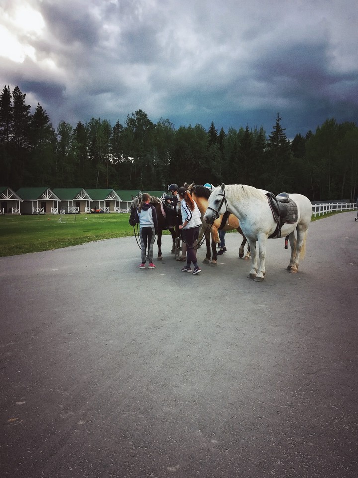 horses