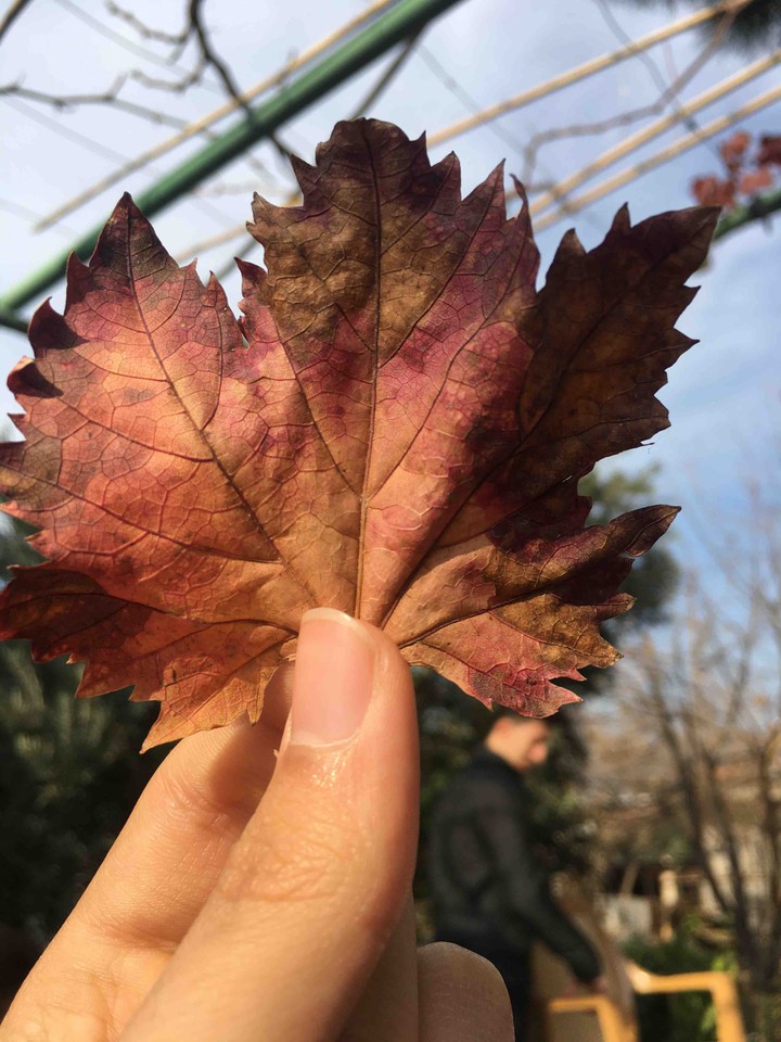 LEAF