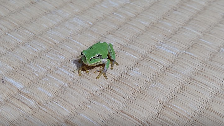 Frog
