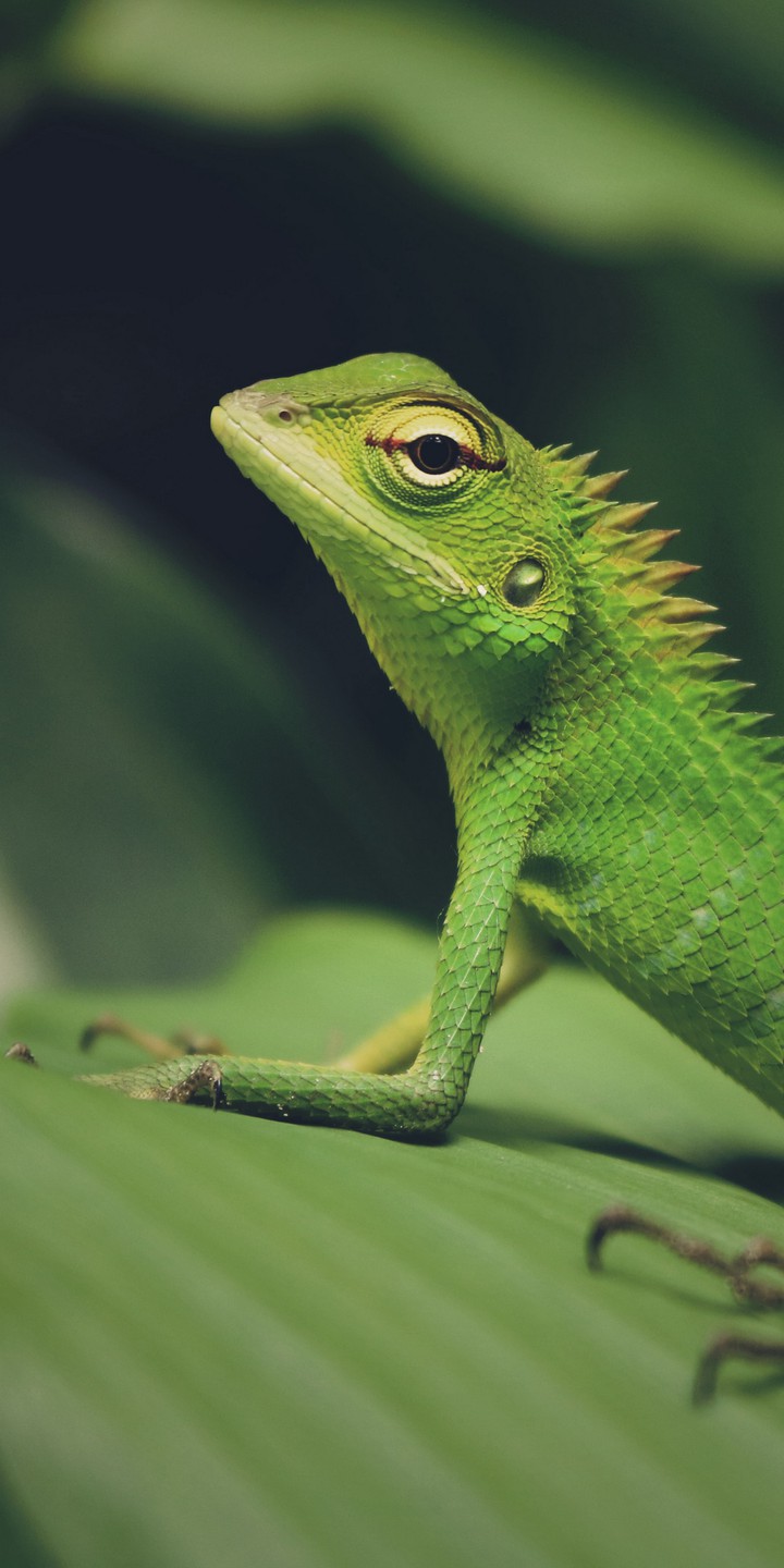 lizard pose