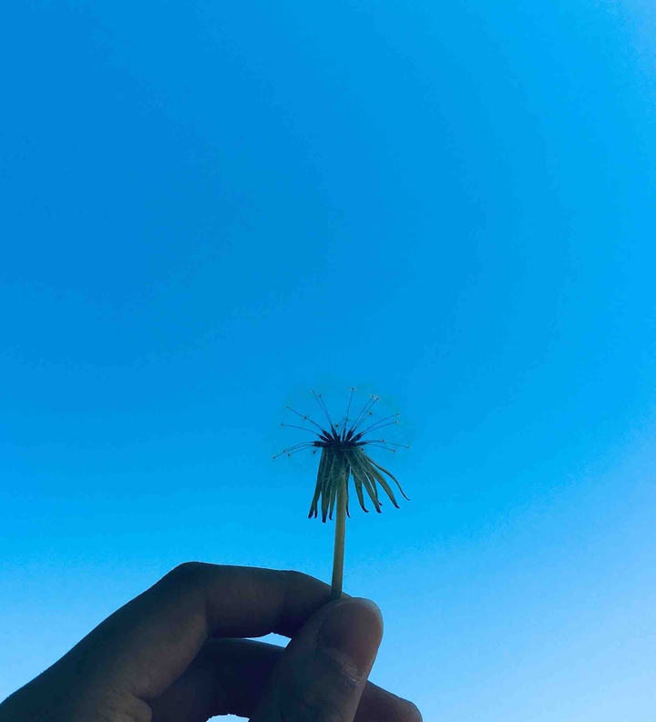 dandelion