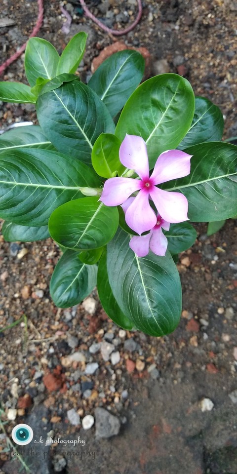 lovely flower