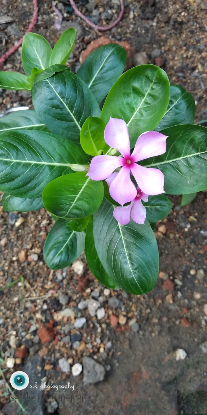 lovely flower