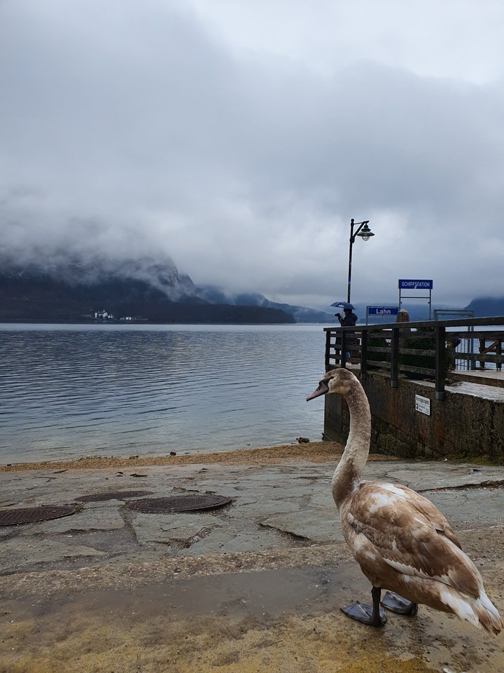dream of goose