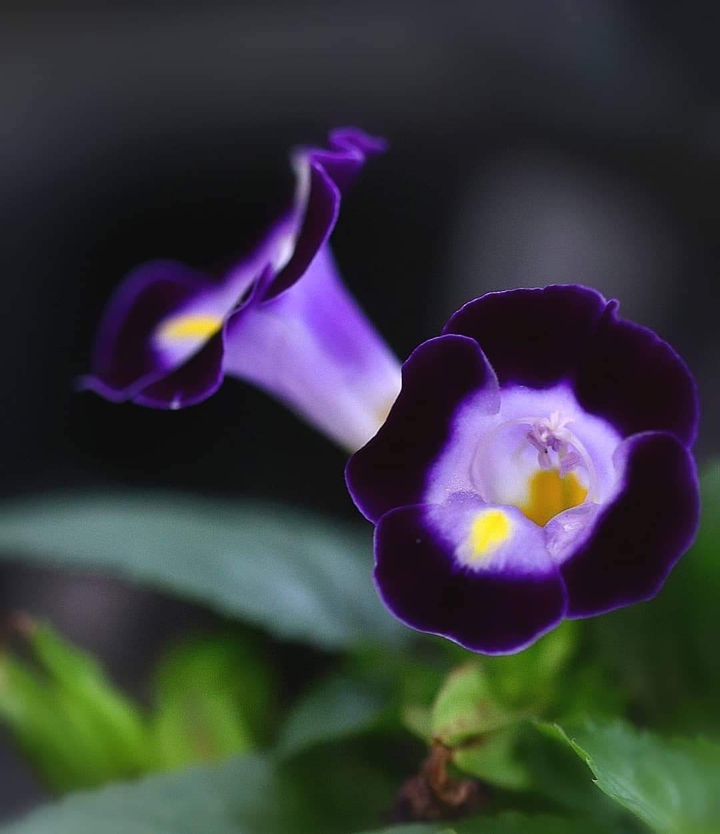 Dark Purple