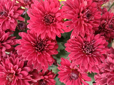 red flowers