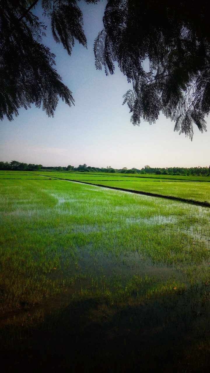 Rice field