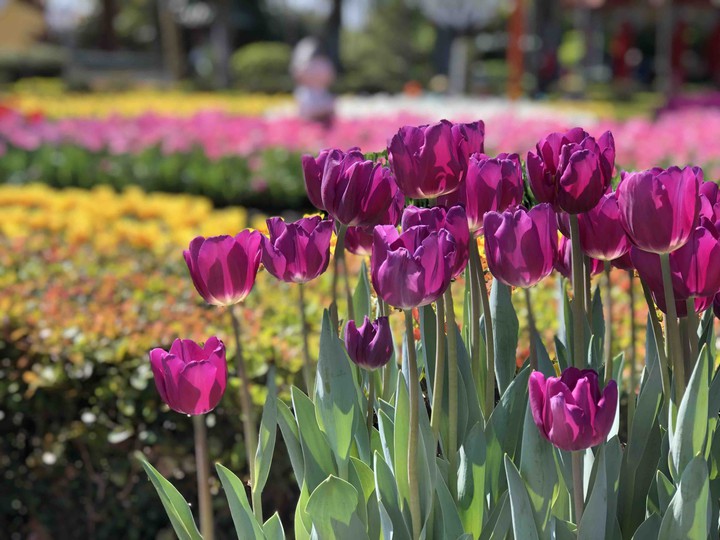 tulips