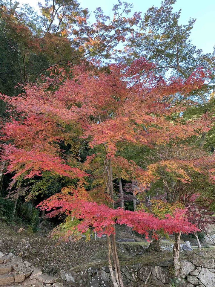 autumn