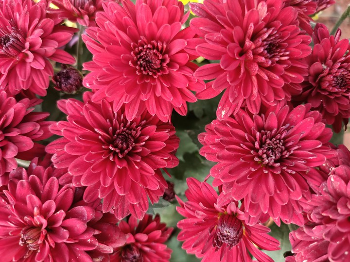 red flowers