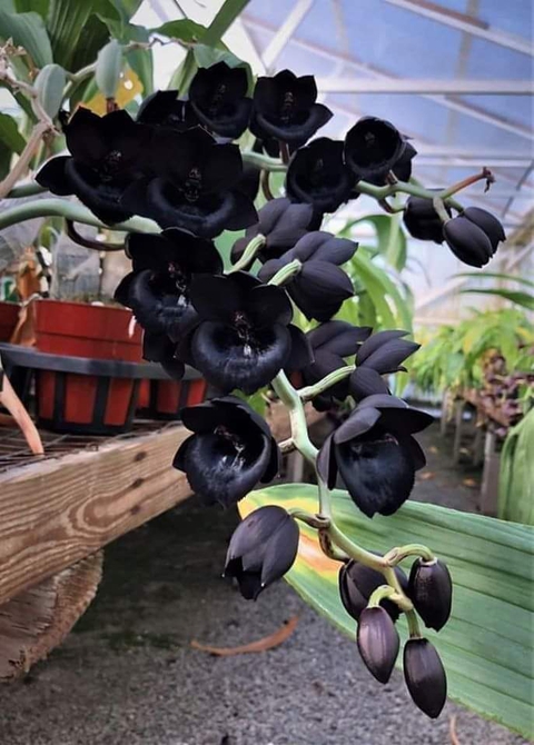 Black orchid