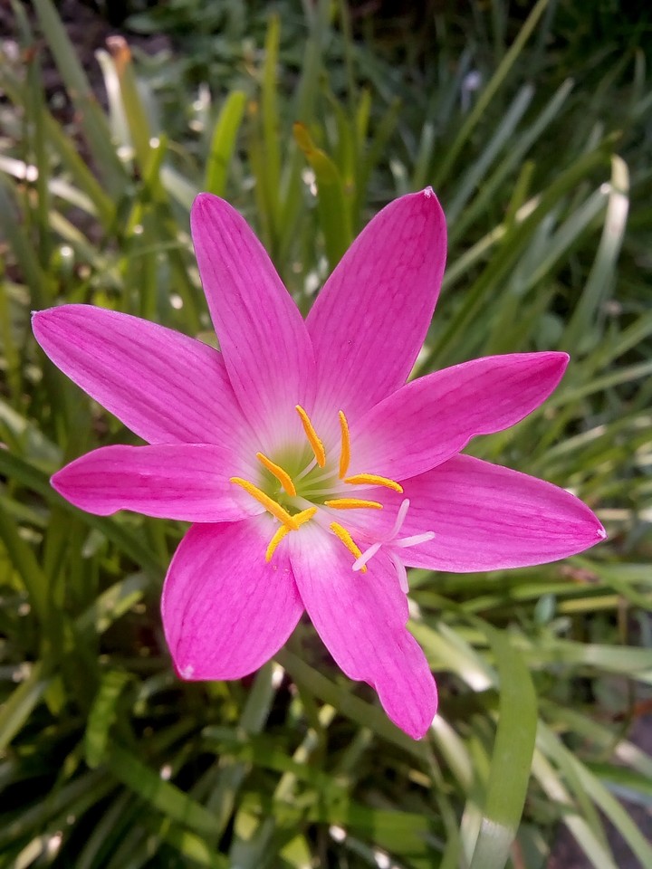 Soft flower