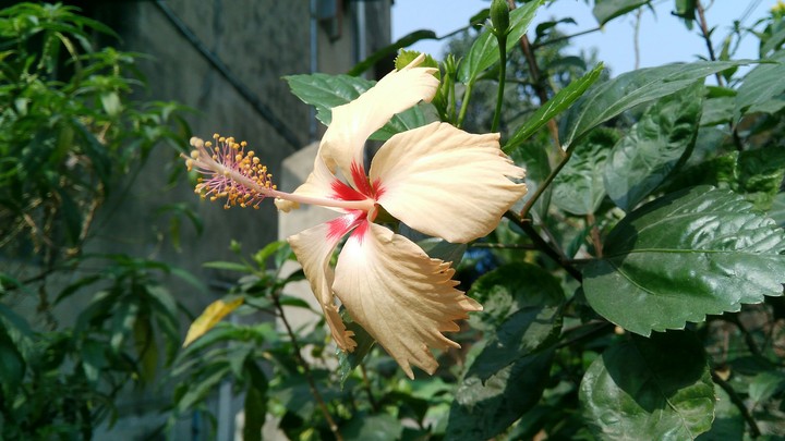A white Hibiscus.