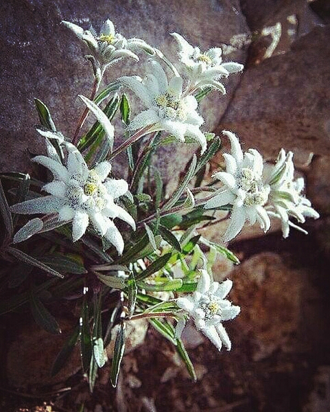 edelweiss
